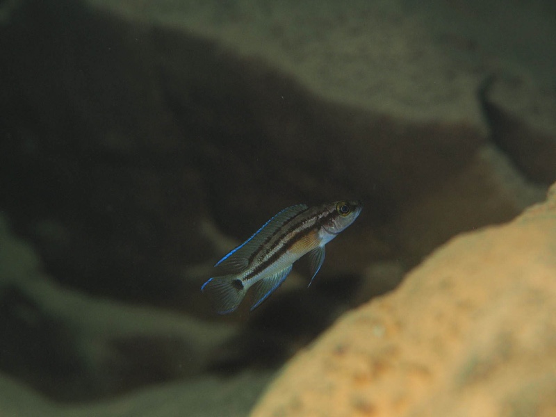 Neolamprologus bifasciatus 'Jakobsen's Beach'